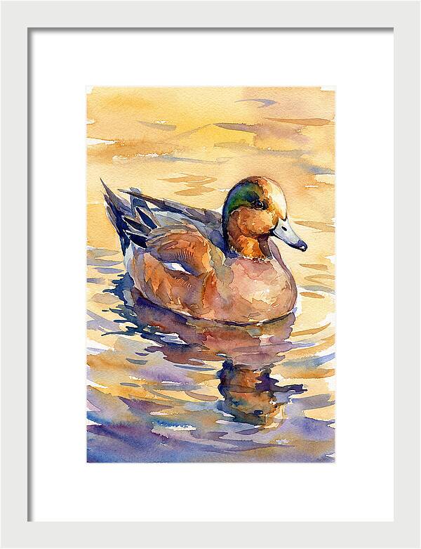Wigeon Swimming In Serenity