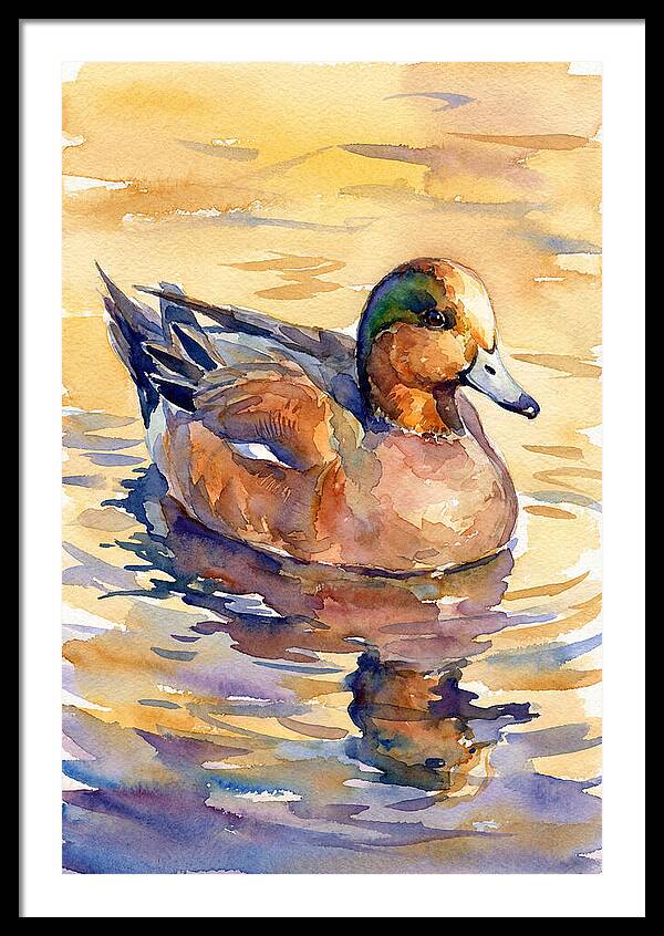 Wigeon Swimming In Serenity