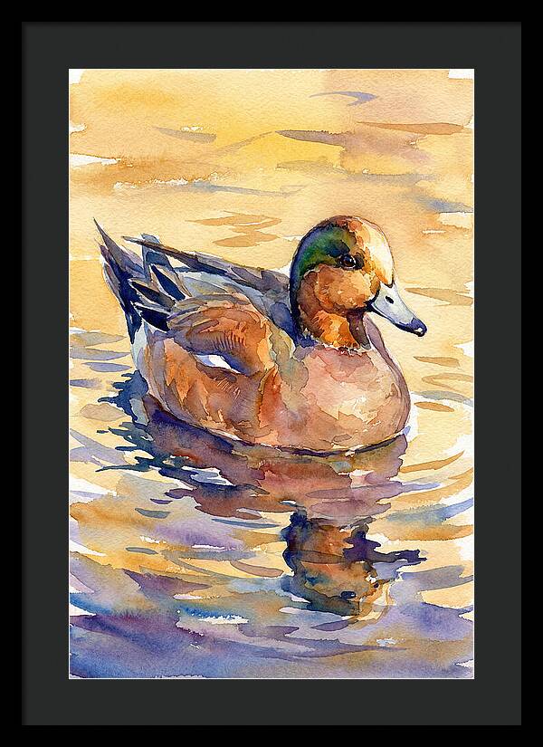 Wigeon Swimming In Serenity