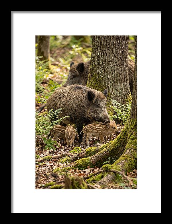 Wild Boar Family Gathering