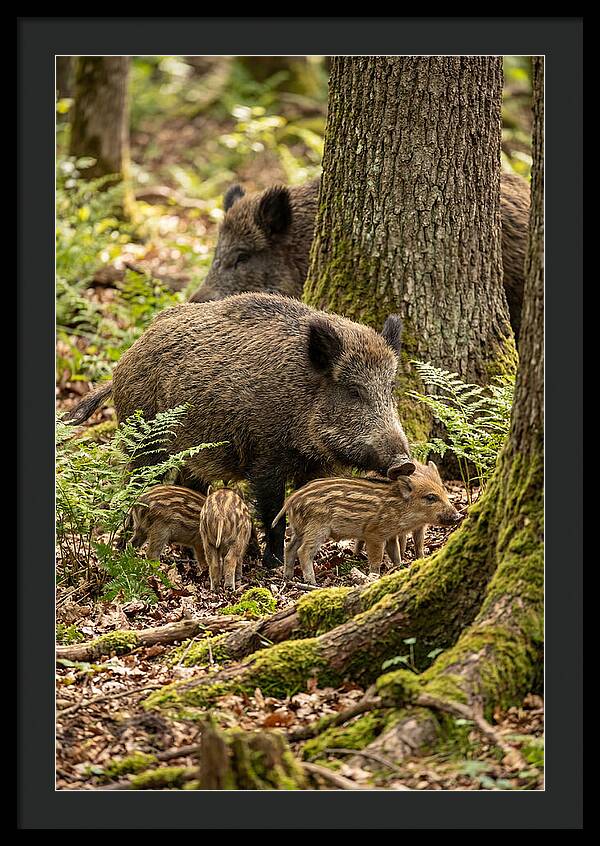 Wild Boar Family Gathering