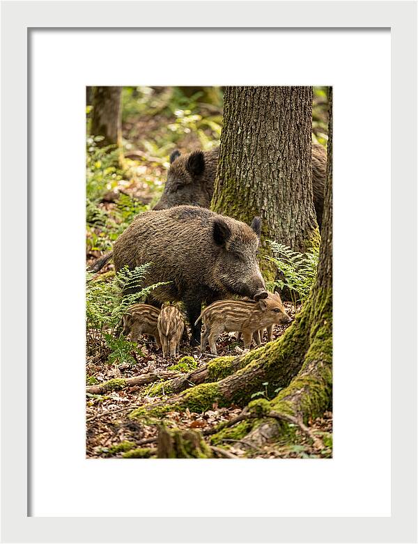 Wild Boar Family Gathering