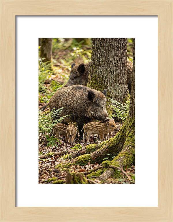 Wild Boar Family Gathering