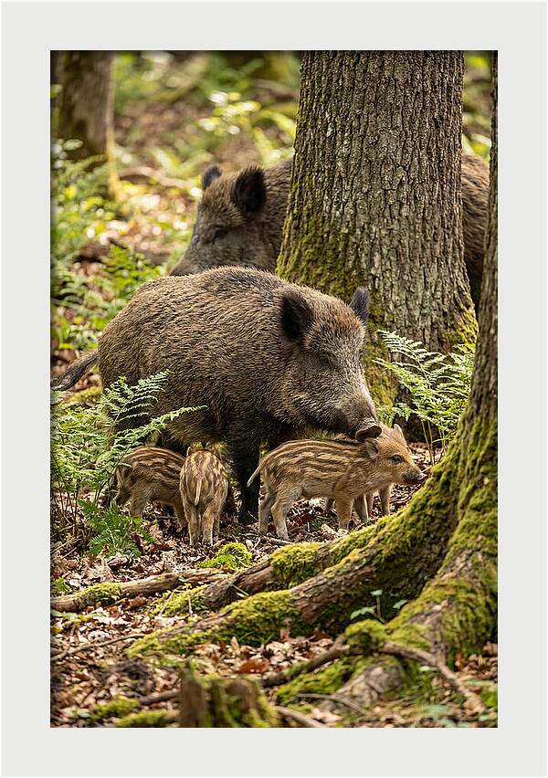 Wild Boar Family Gathering