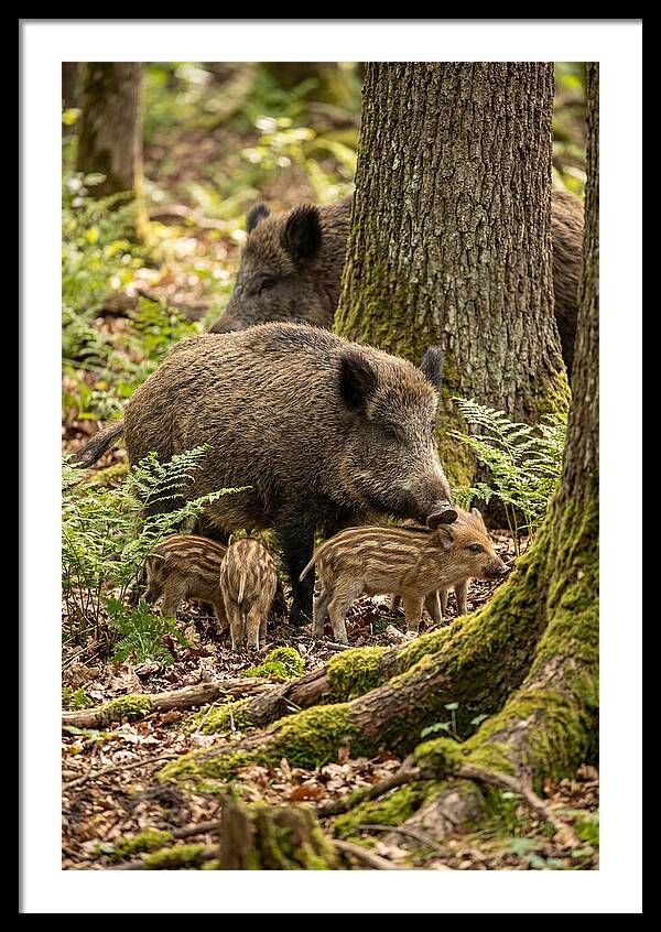 Wild Boar Family Gathering
