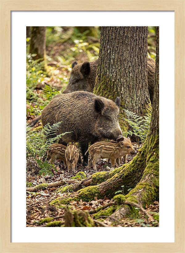 Wild Boar Family Gathering
