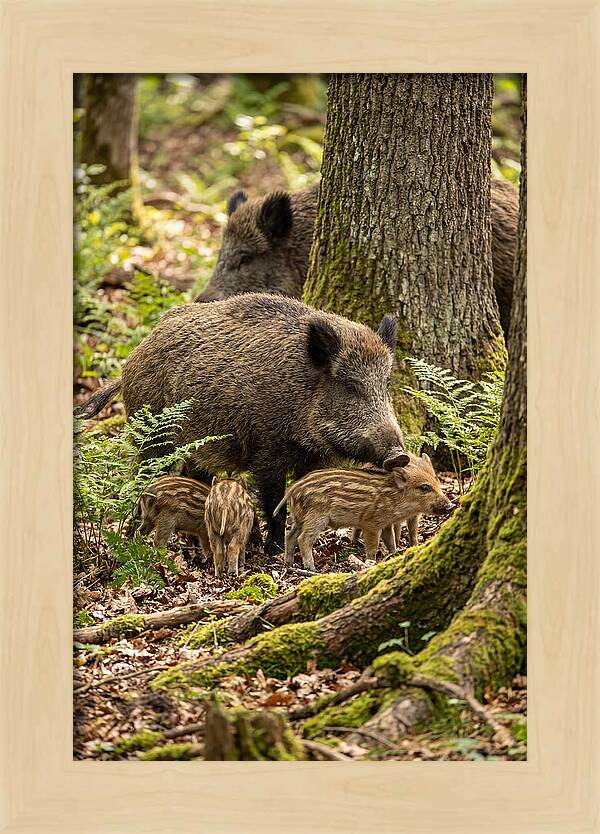Wild Boar Family Gathering