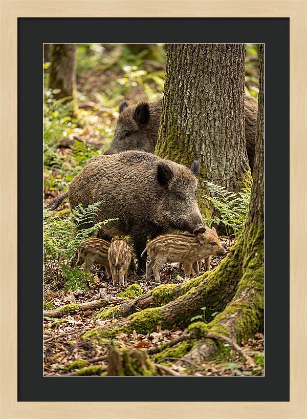 Wild Boar Family Gathering
