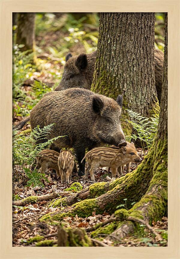 Wild Boar Family Gathering