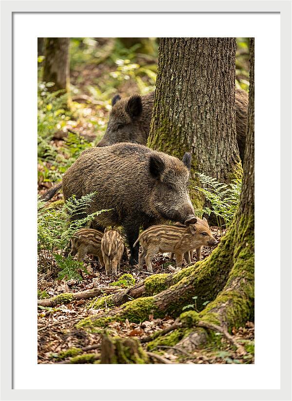 Wild Boar Family Gathering
