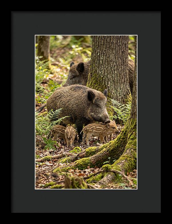 Wild Boar Family Gathering