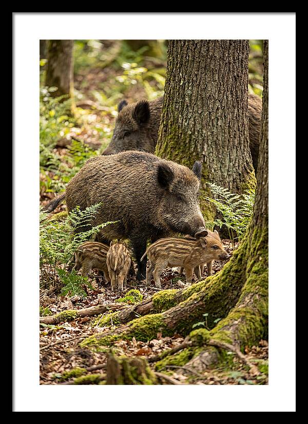 Wild Boar Family Gathering