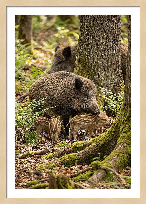 Wild Boar Family Gathering