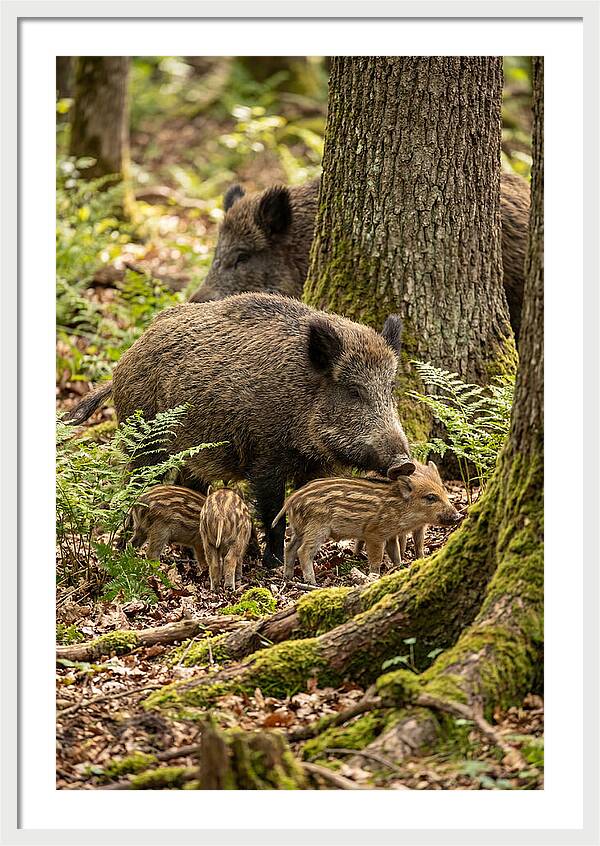 Wild Boar Family Gathering