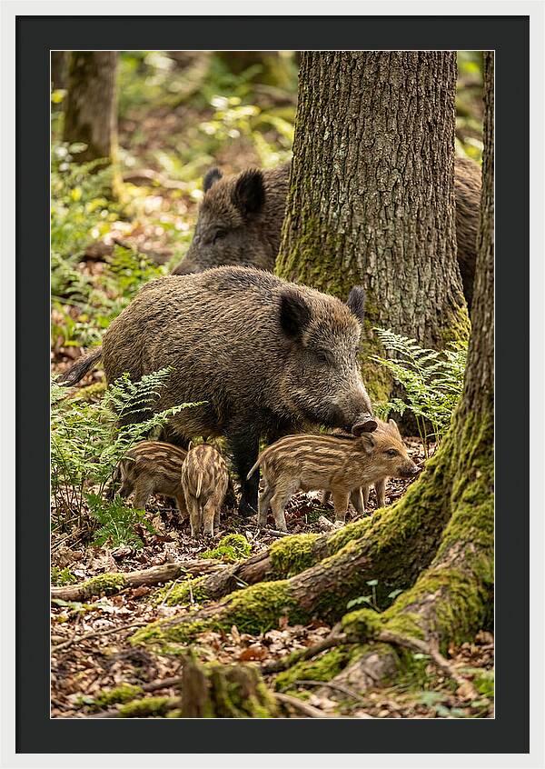 Wild Boar Family Gathering
