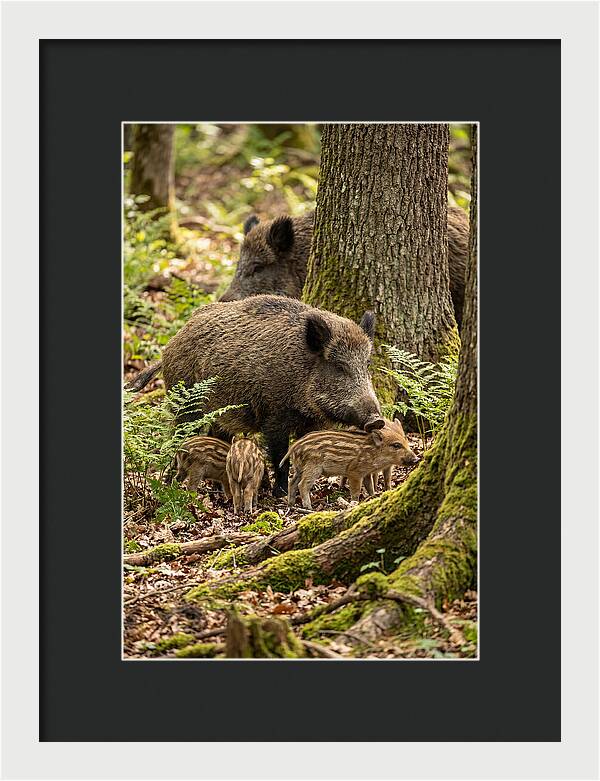 Wild Boar Family Gathering