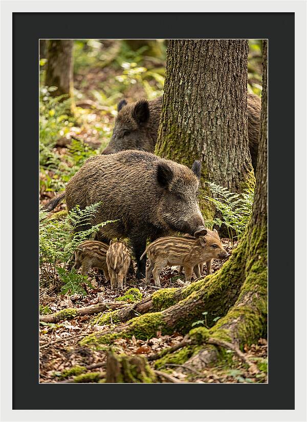 Wild Boar Family Gathering
