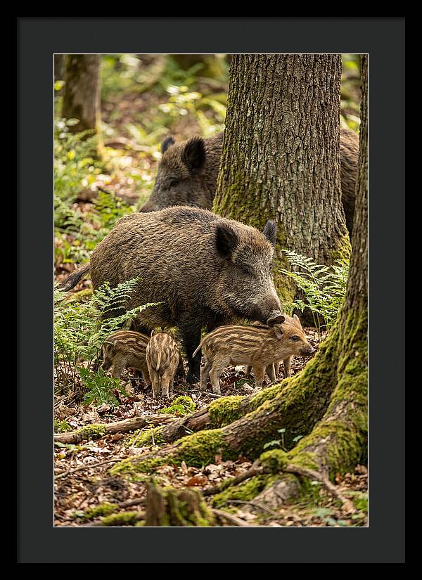 Wild Boar Family Gathering