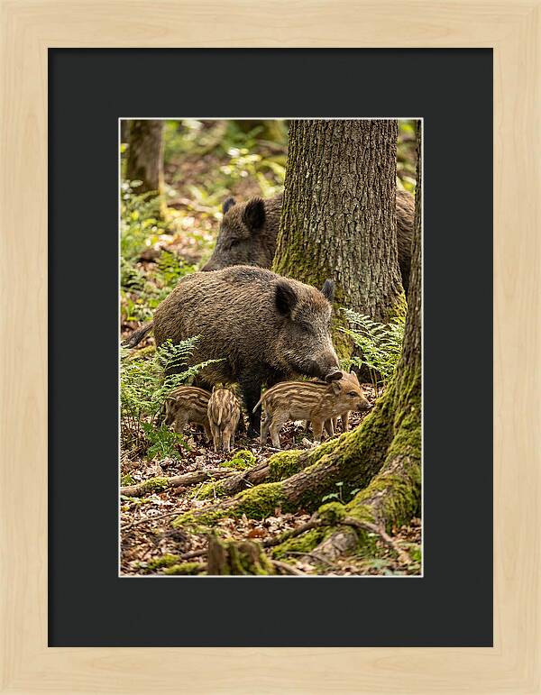 Wild Boar Family Gathering