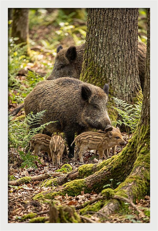 Wild Boar Family Gathering