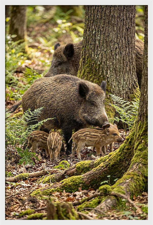 Wild Boar Family Gathering