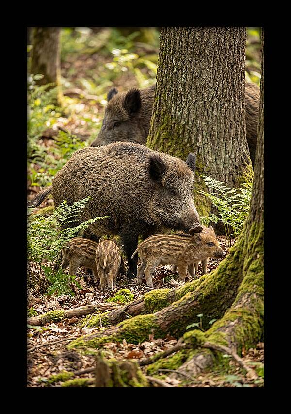 Wild Boar Family Gathering