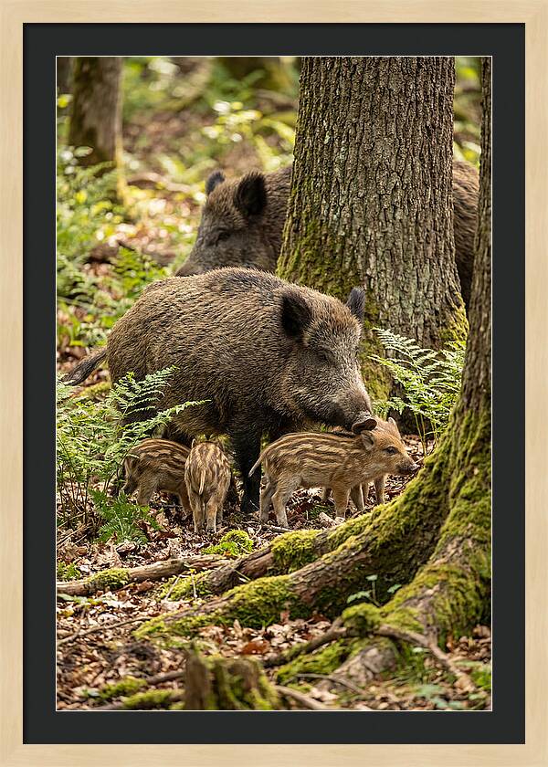 Wild Boar Family Gathering