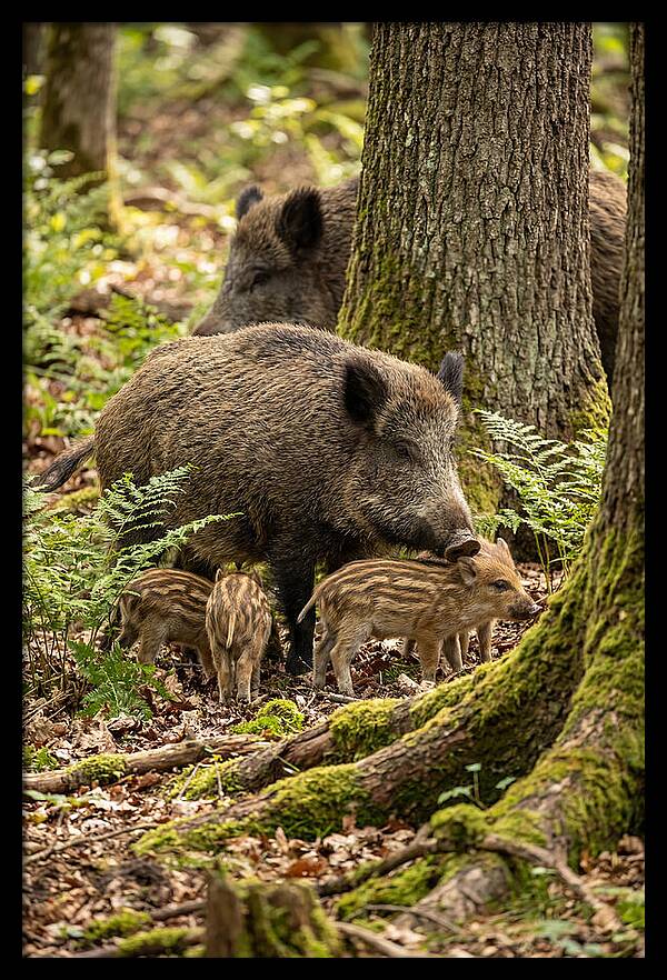 Wild Boar Family Gathering