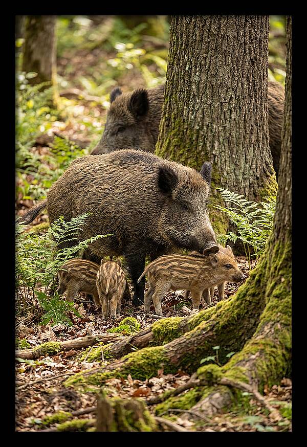 Wild Boar Family Gathering