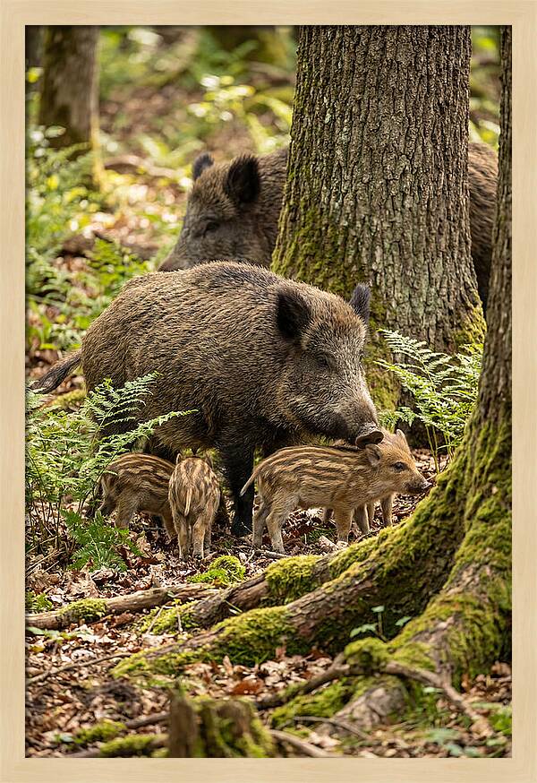 Wild Boar Family Gathering