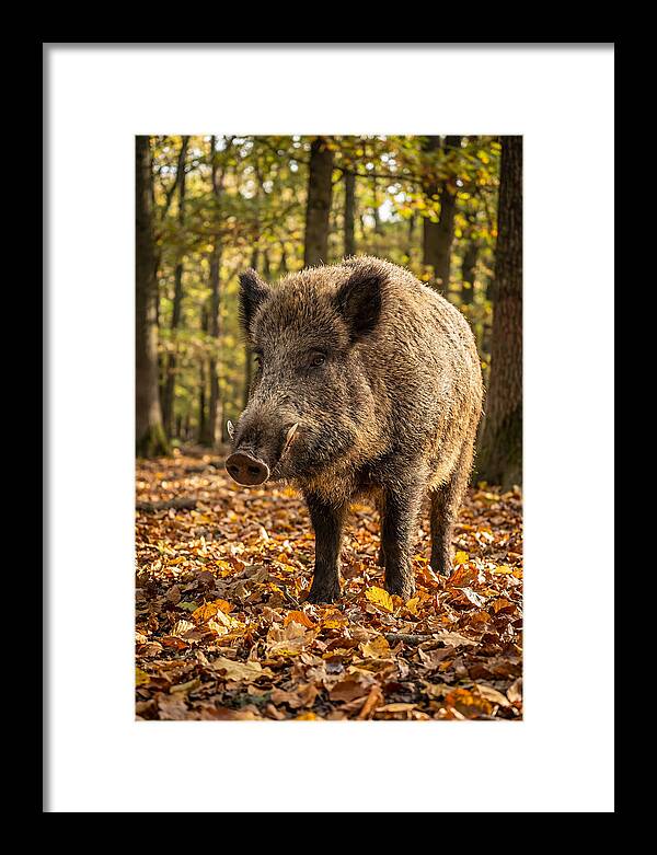Wild Boar In Autumn Forest