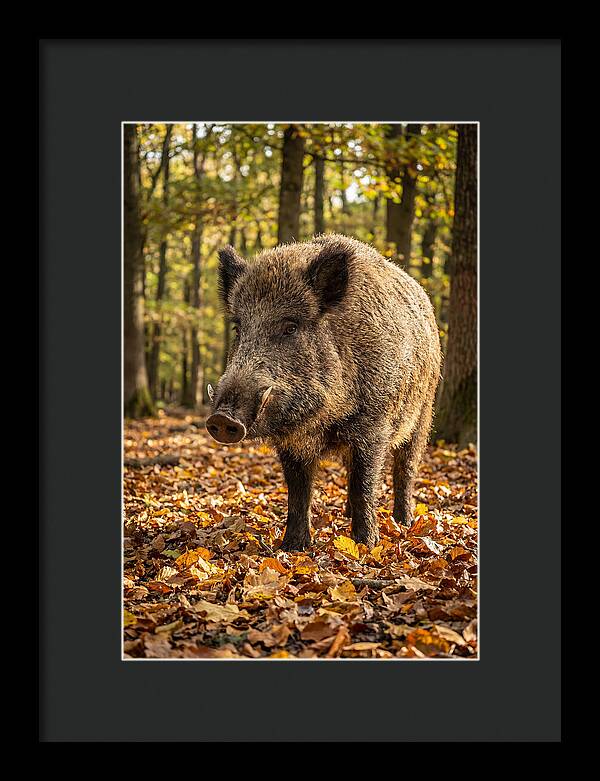 Wild Boar In Autumn Forest