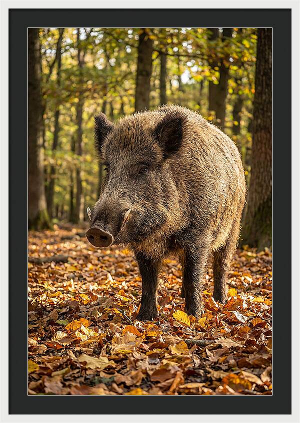 Wild Boar In Autumn Forest