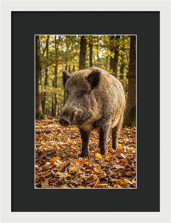 Wild Boar In Autumn Forest