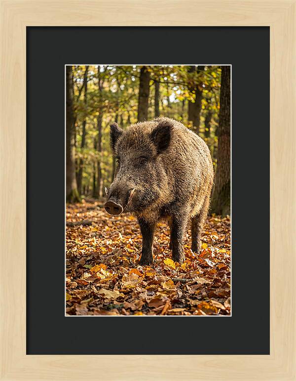 Wild Boar In Autumn Forest