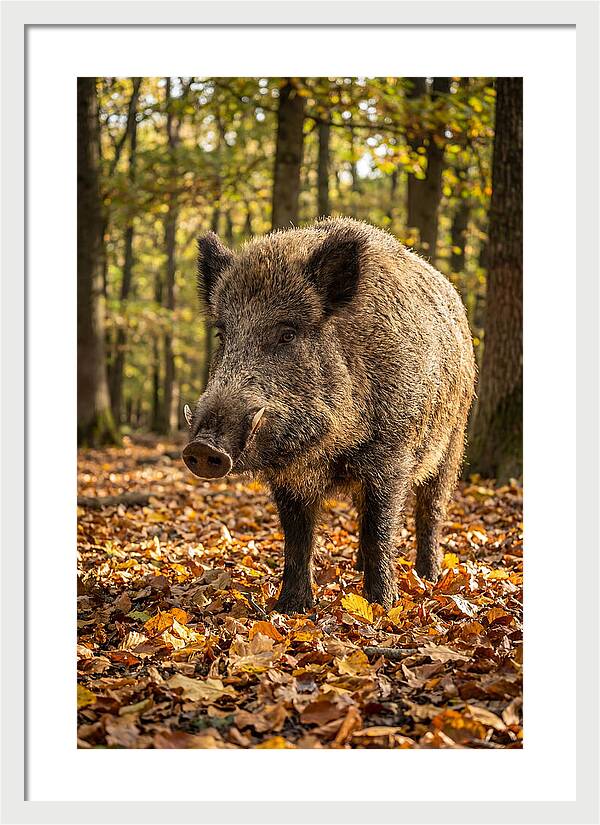 Wild Boar In Autumn Forest