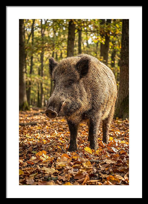 Wild Boar In Autumn Forest