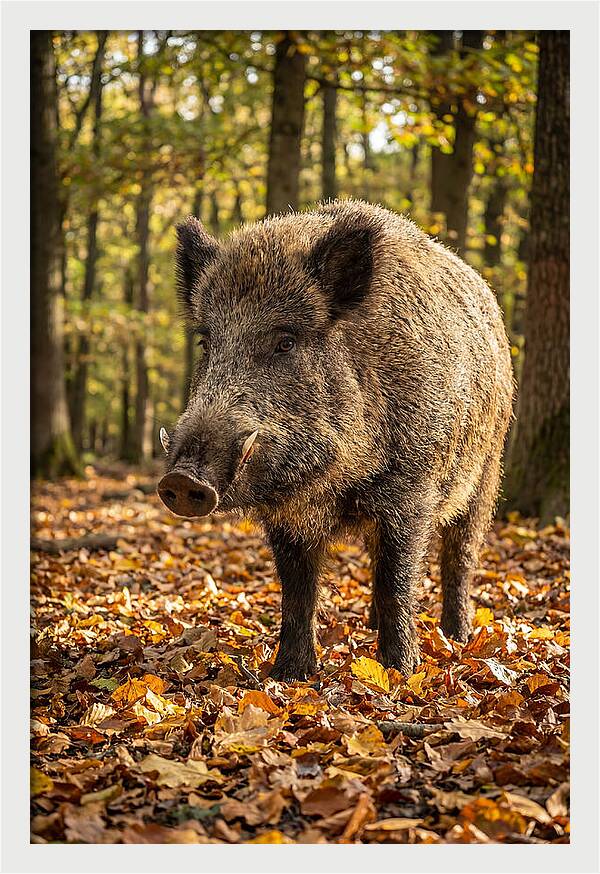 Wild Boar In Autumn Forest
