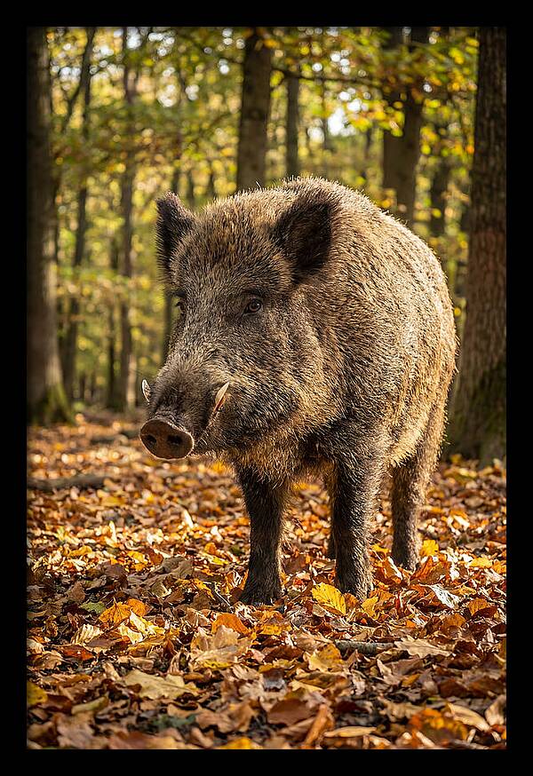 Wild Boar In Autumn Forest