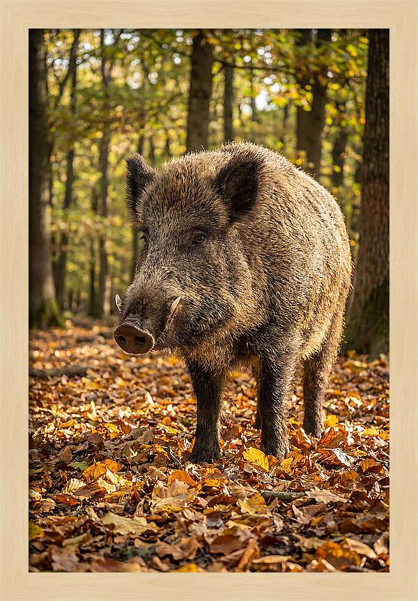 Wild Boar In Autumn Forest