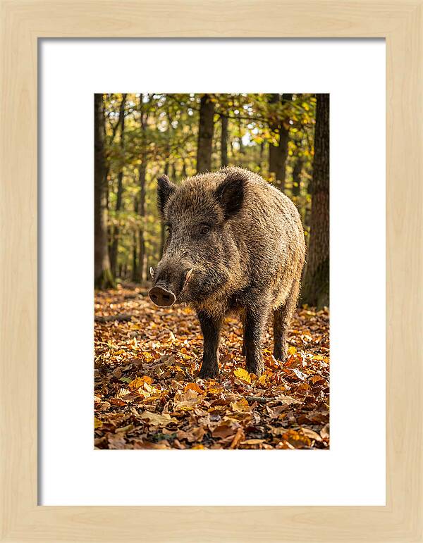 Wild Boar In Autumn Forest