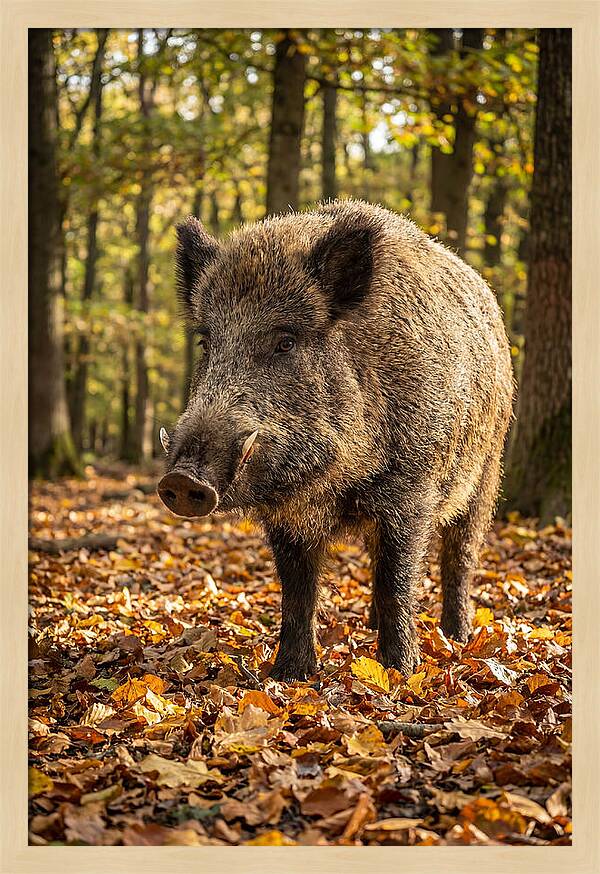 Wild Boar In Autumn Forest