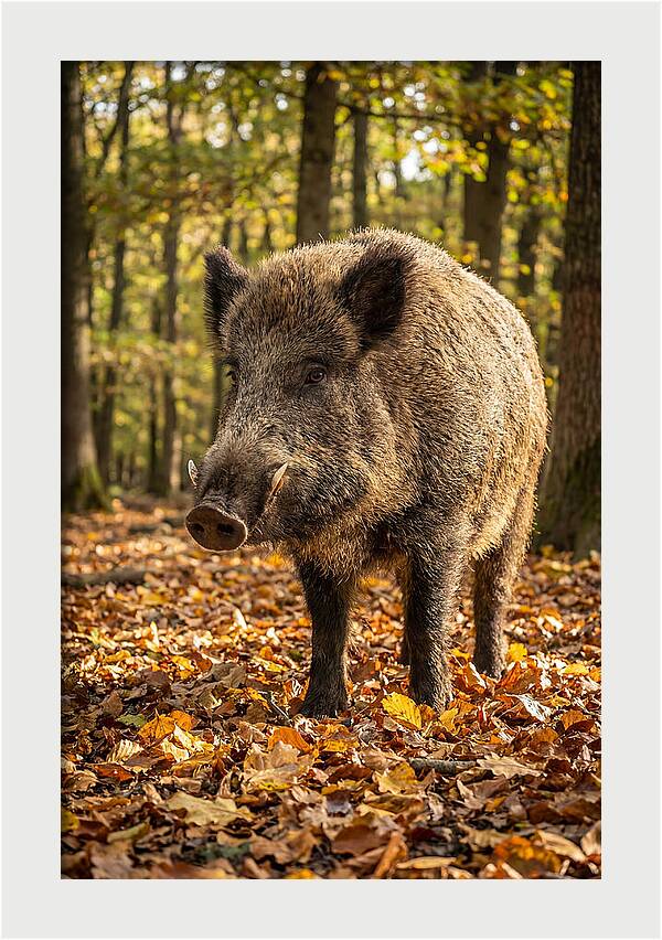 Wild Boar In Autumn Forest