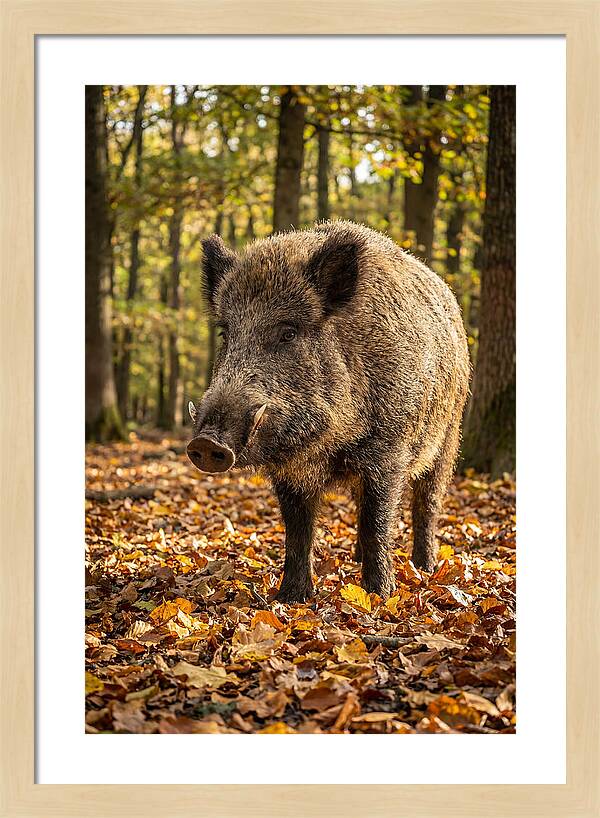 Wild Boar In Autumn Forest