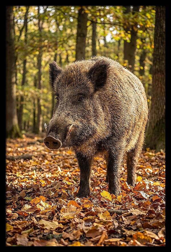 Wild Boar In Autumn Forest