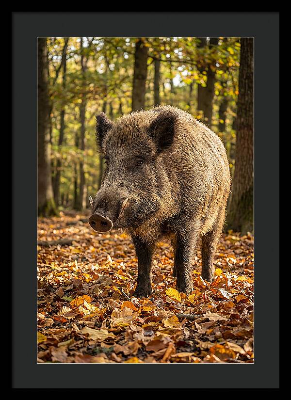 Wild Boar In Autumn Forest