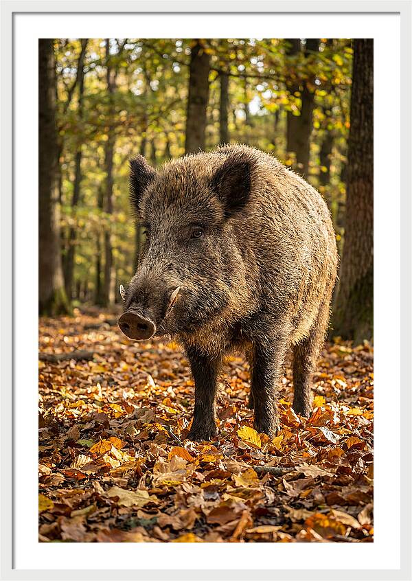 Wild Boar In Autumn Forest