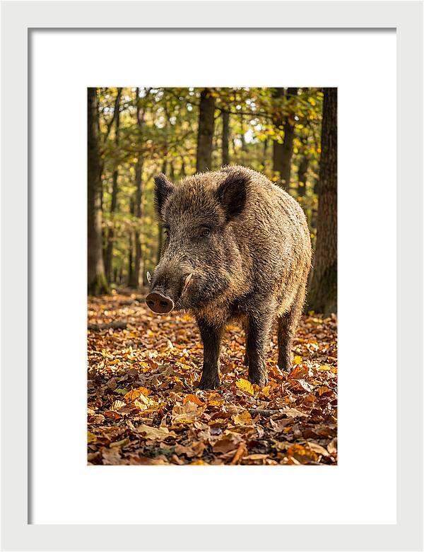 Wild Boar In Autumn Forest