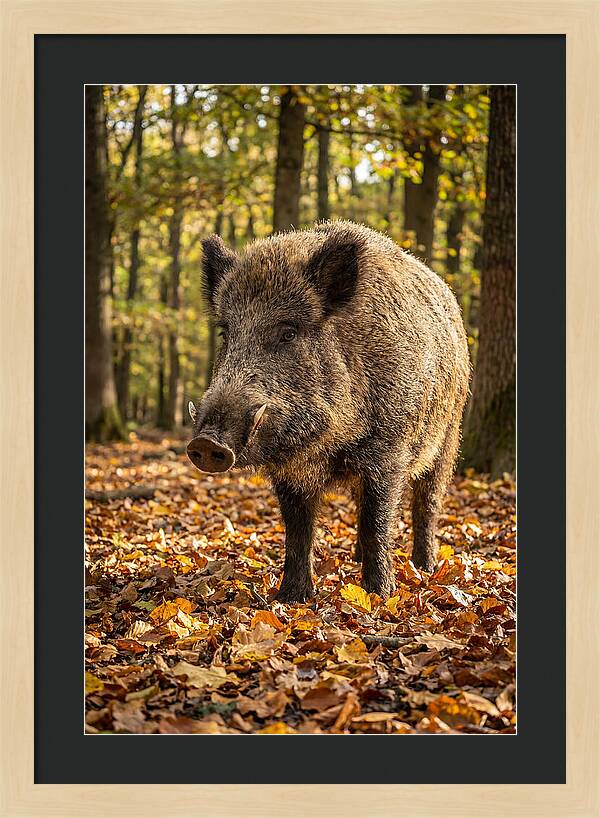 Wild Boar In Autumn Forest