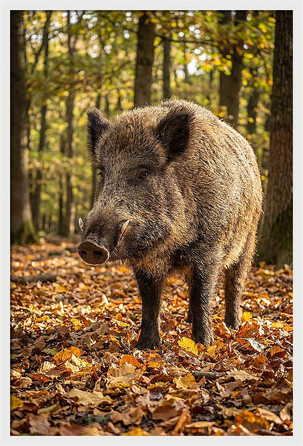 Wild Boar In Autumn Forest